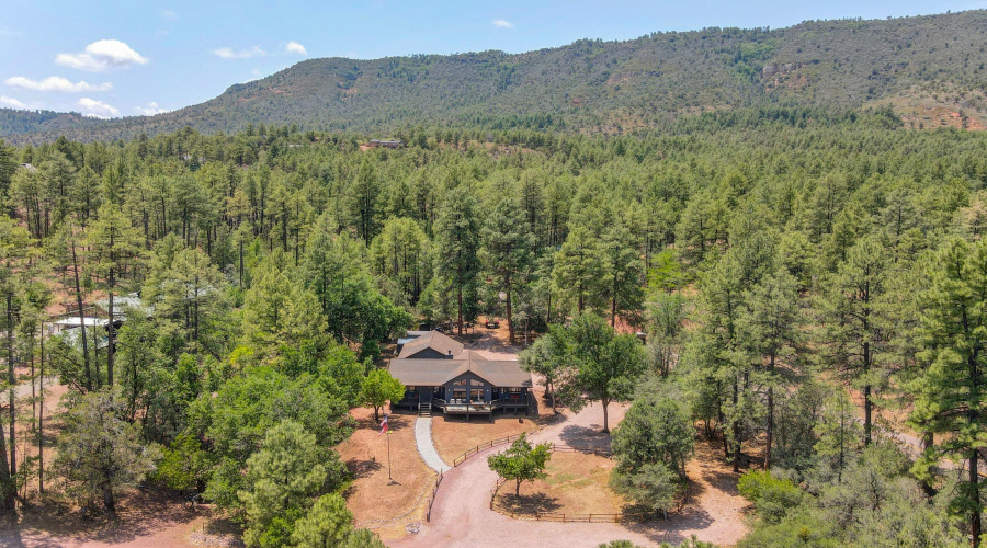AERIAL in Trees