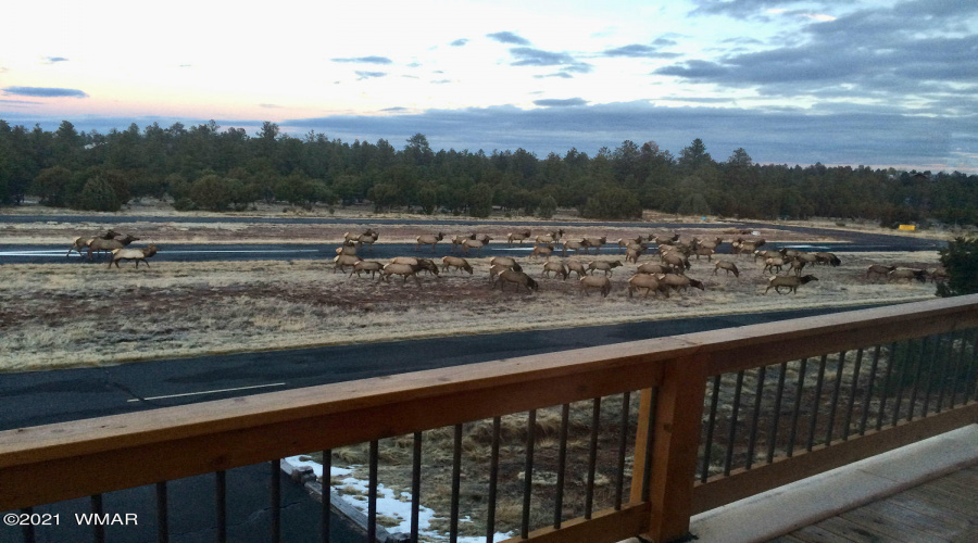 Elk