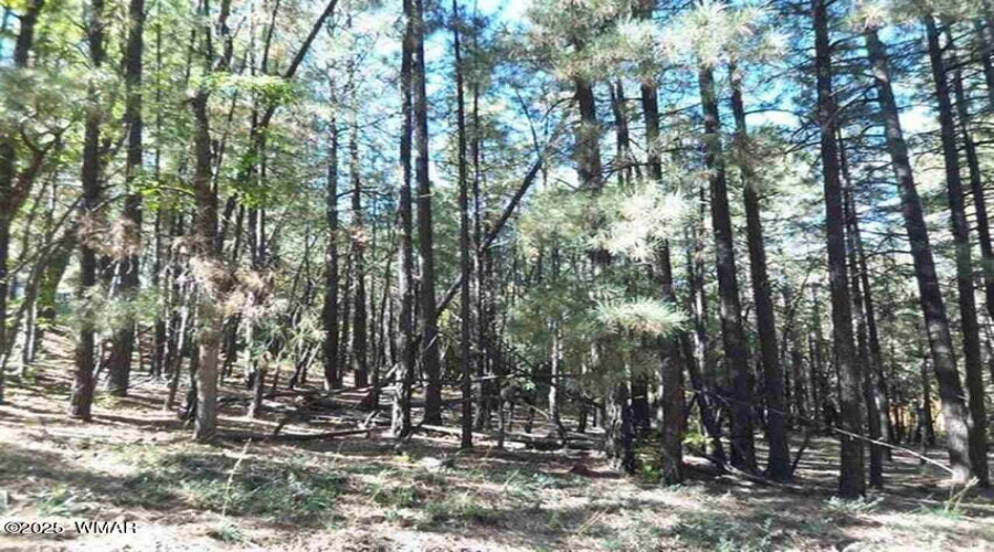6166 Paradise Pine 1
