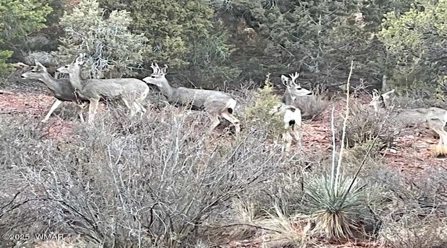 Back Yard Deer