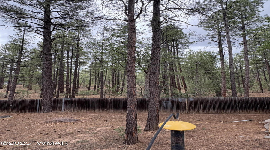 Tall Pines