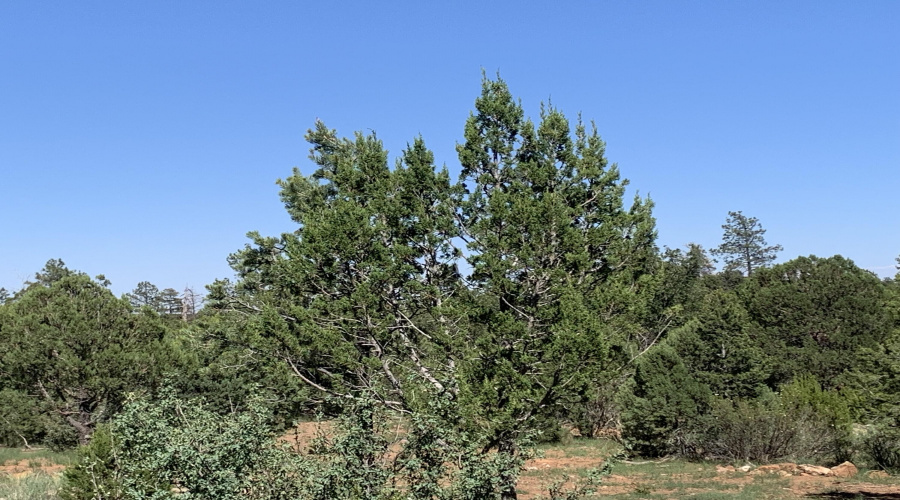 Pines