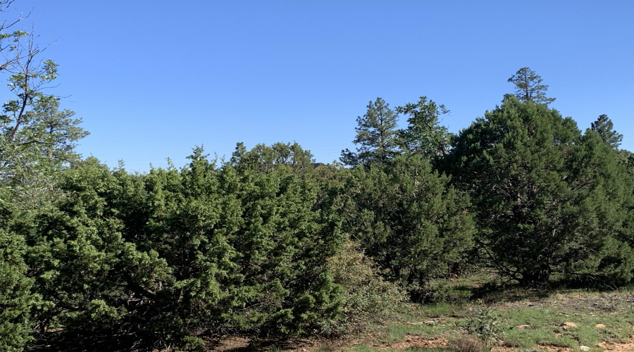 Lot's of Trees