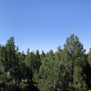 Heavily Treed