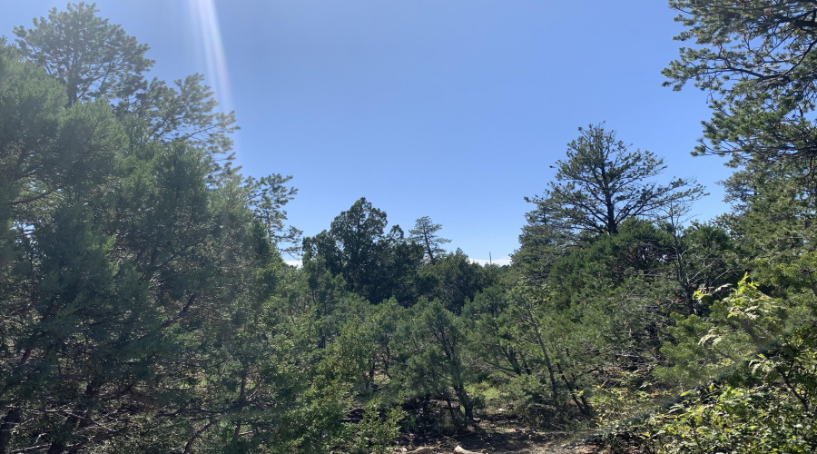 5.98 Acres