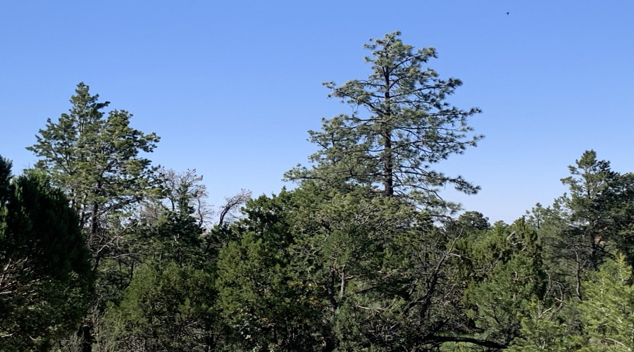 In the Trees