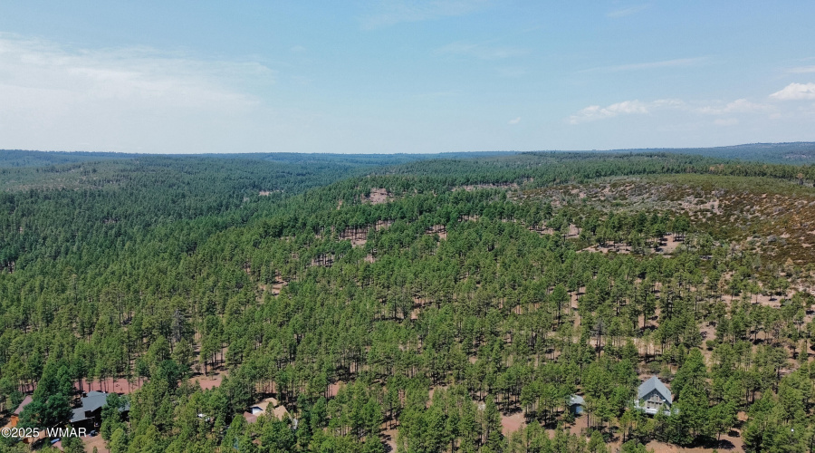Largest Ponderosa Forest in the World