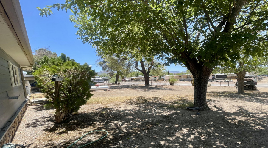 Large shade trees