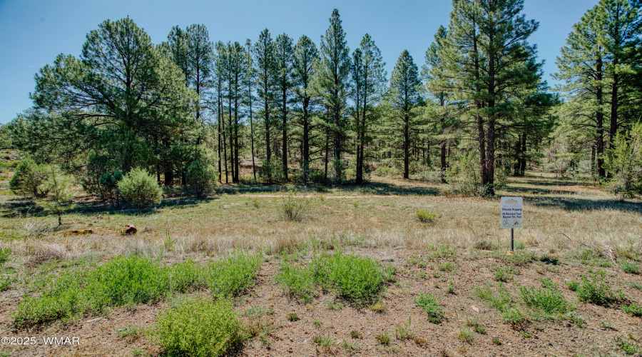 Forest & Tall Pine Views