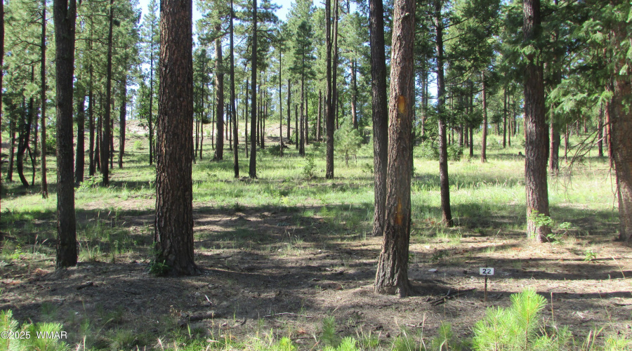 TALL PINES