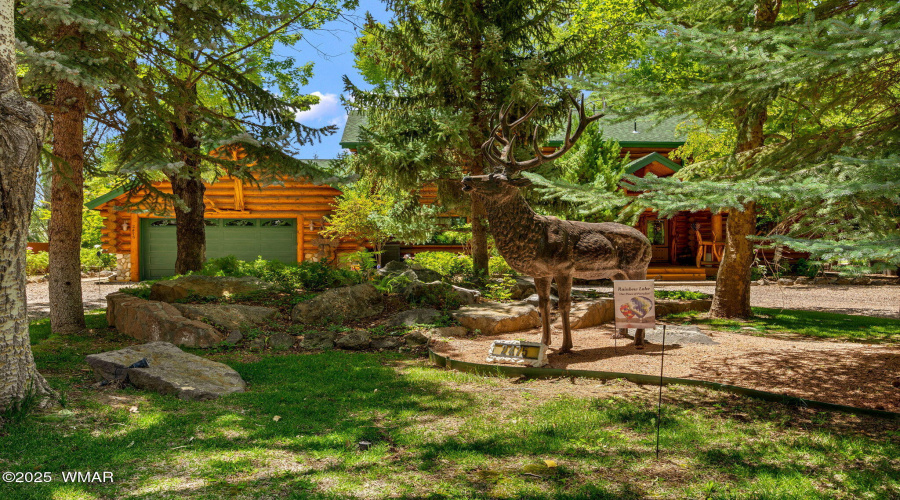 Gorgeous Mature Trees in Front Yard