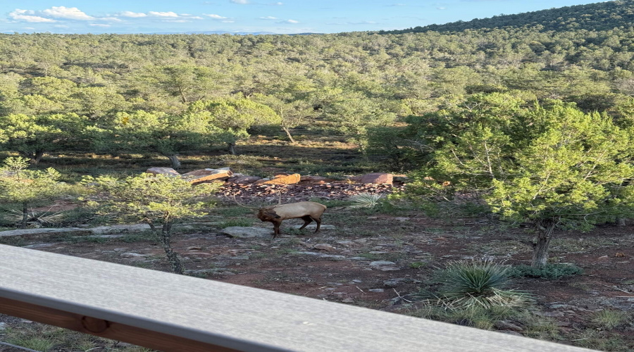 Elk picture taken from the deck