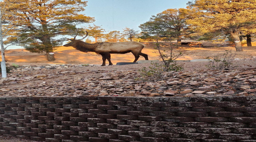 Friendly Wildlife