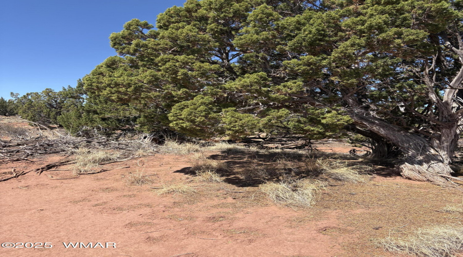 Mature Shaggy Bark Tree