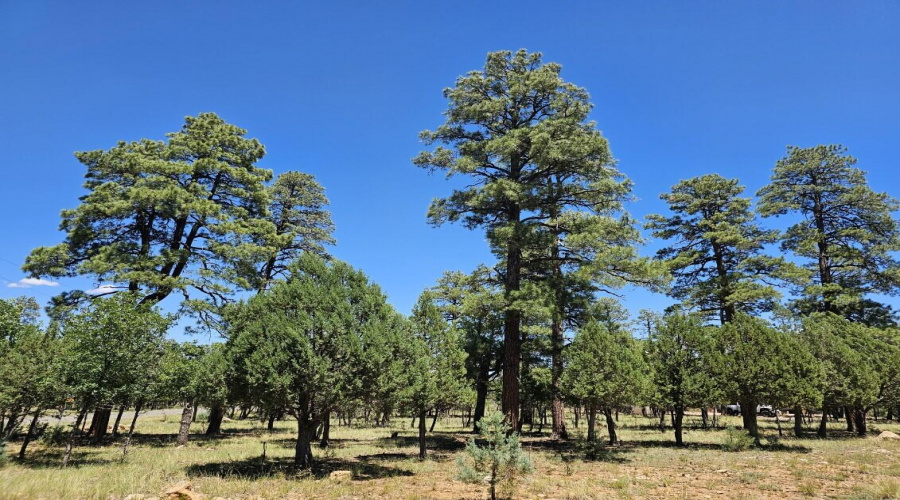 Nice tall Pines