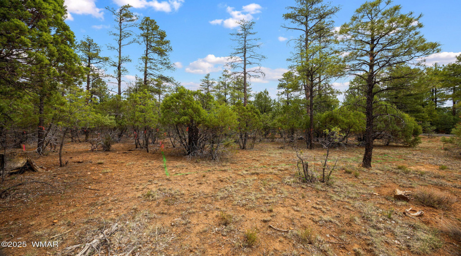 4021WRedtwigLn-ShowLow-AZ-2