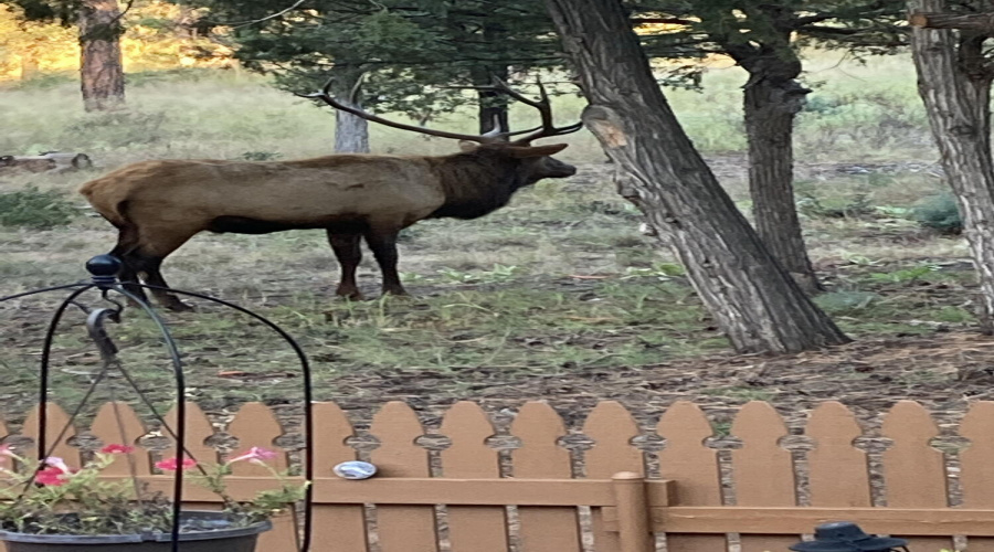 Elk l