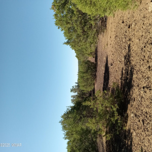 Vacant land for sale in Vernon AZ