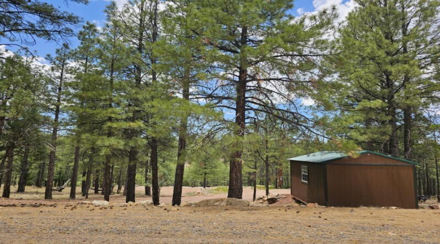 1.14 Treed Acres