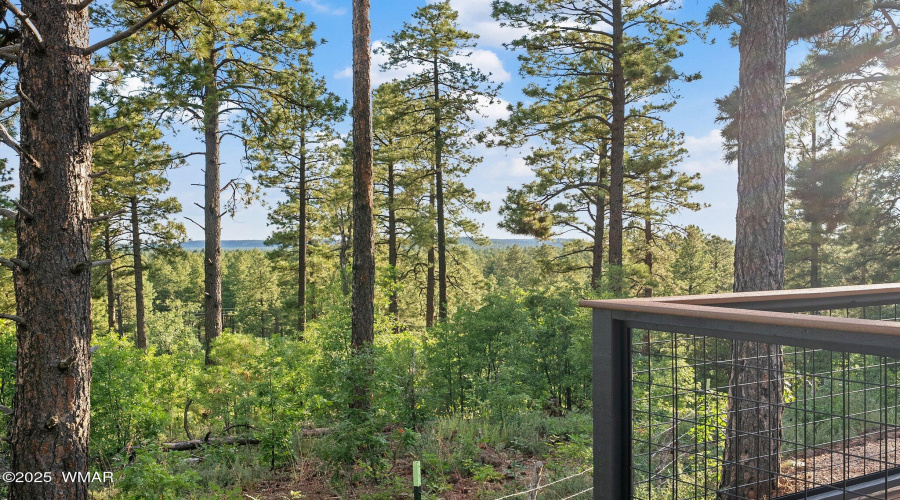 Lush Green Views of the Forest