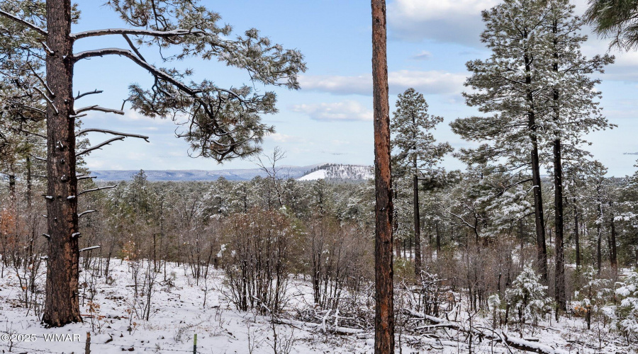 Winter Wonderland