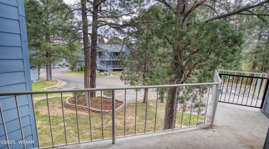 Tall pines
