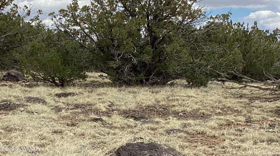 Natural vegitation, Jack pine, Pinon, sr