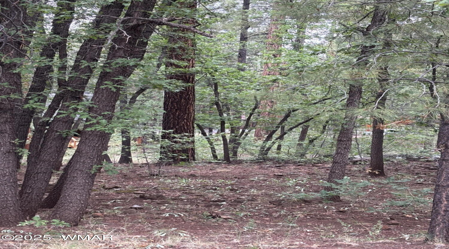 Treed Lot