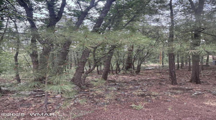 Tall Pines