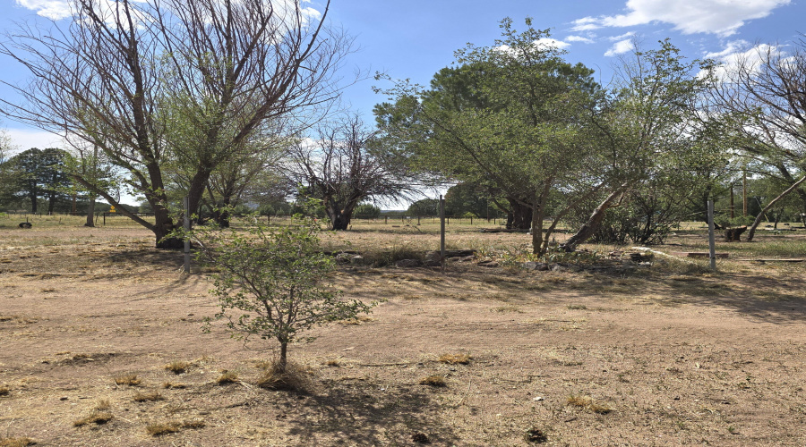 Yard to SW Treed