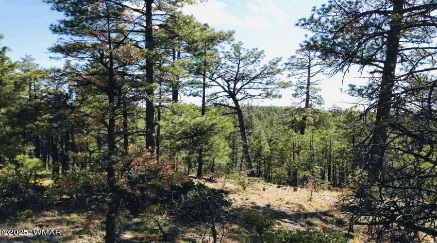 Sierra Pines View Lot