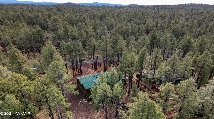 Beautiful Pine Trees