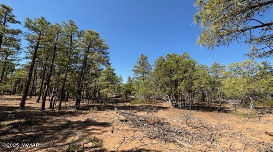 Ponderosa Pines