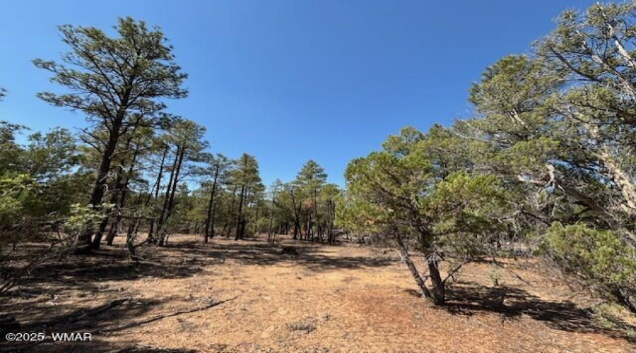 Ponderosa Pines