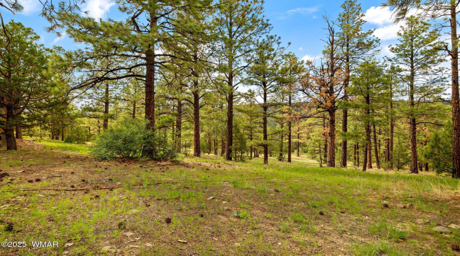 53CountyRoad2022-Nutrioso-AZ-22