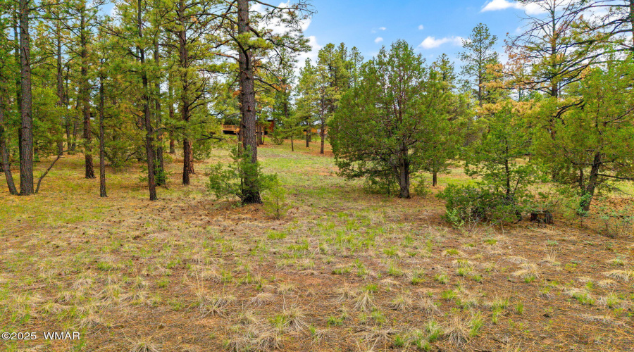 53CountyRoad2022-Nutrioso-AZ-17