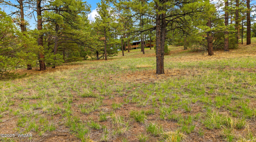 53CountyRoad2022-Nutrioso-AZ-18
