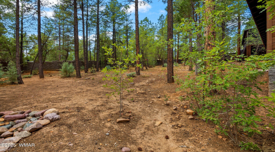 Treed Lot