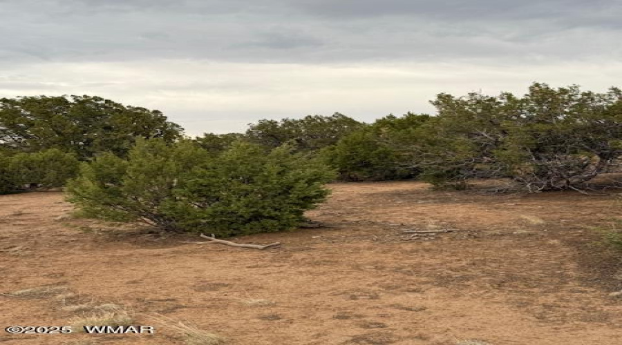 Vegetation
