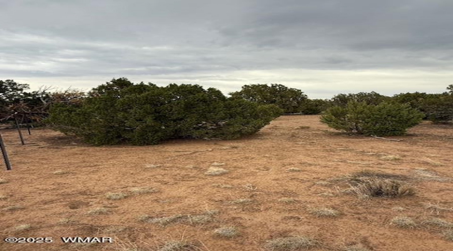 Vegetation
