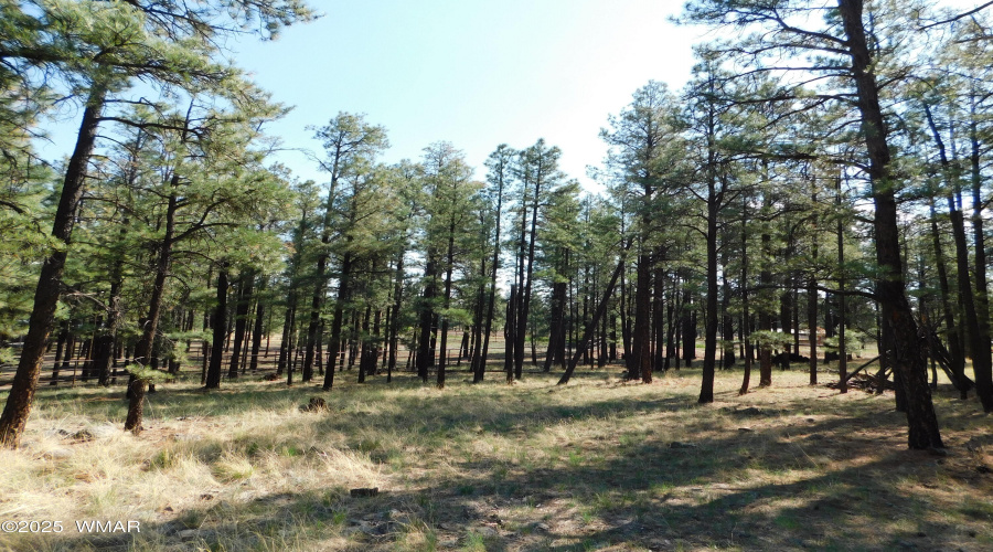 TREES 1