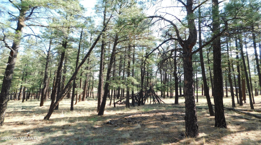 TREES 2