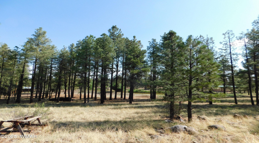 TREES 3