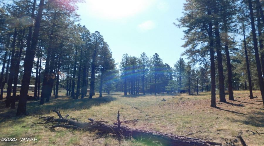 TREES 5