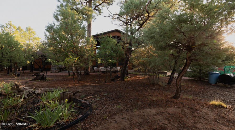 back yard