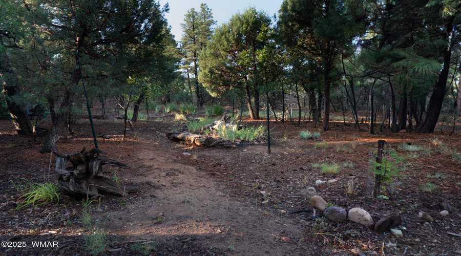 back yard