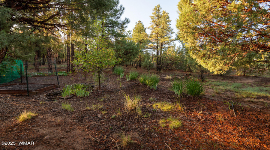 back yard