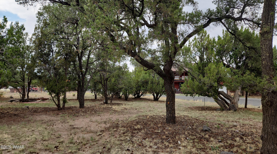 Backyard 2
