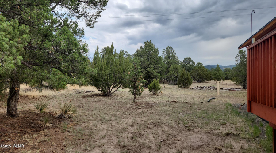 Back yard 1