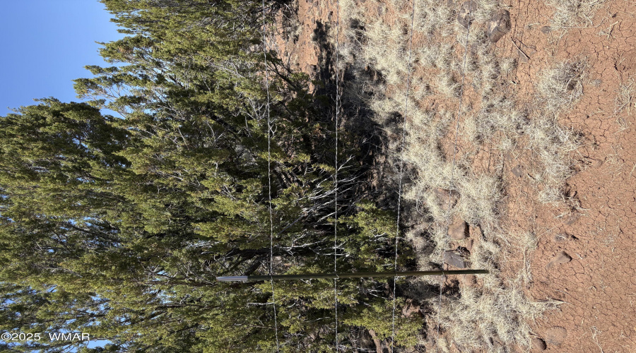 Trees